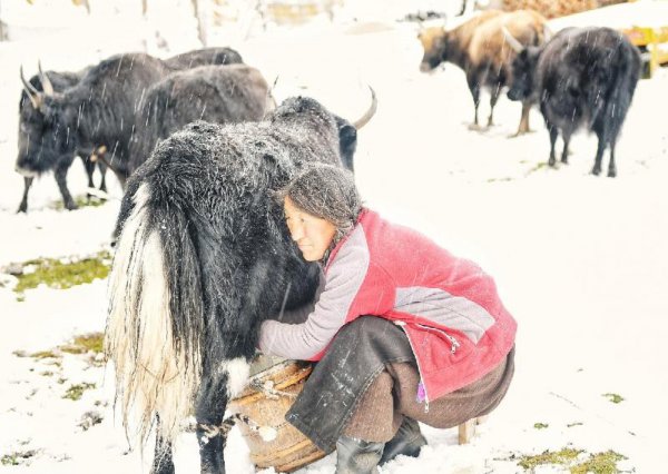 戴牛角手串的禁忌