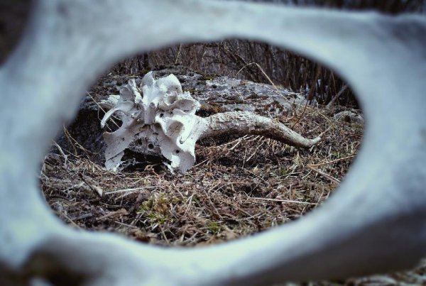 戴牛角手串的禁忌