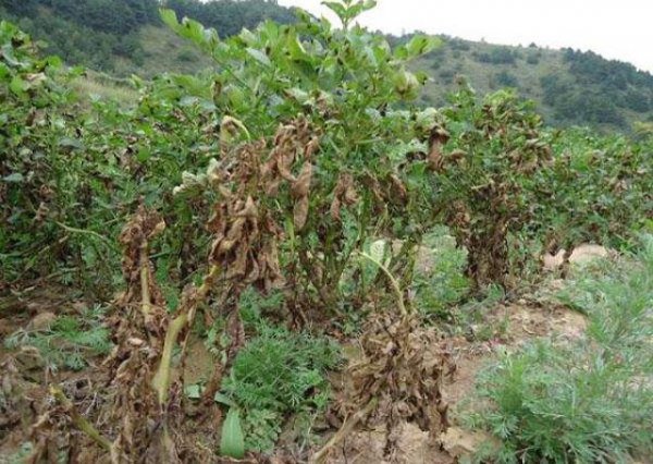 马铃薯晚疫病打什么药好