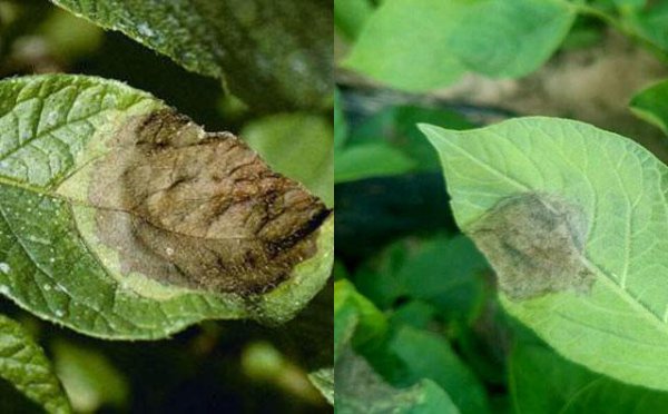 马铃薯晚疫病打什么药好