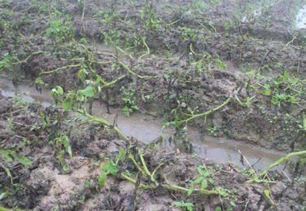 马铃薯晚疫病打什么药好