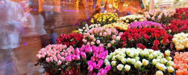 庭院花池适合种什么花卉