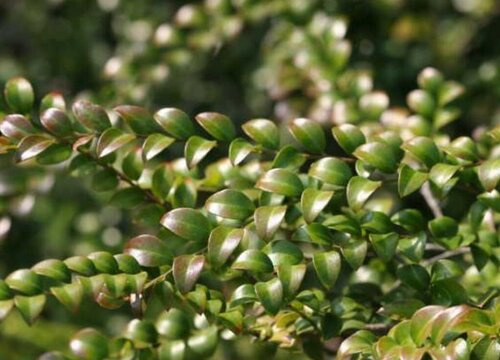 小叶紫檀黄叶是怎么回事