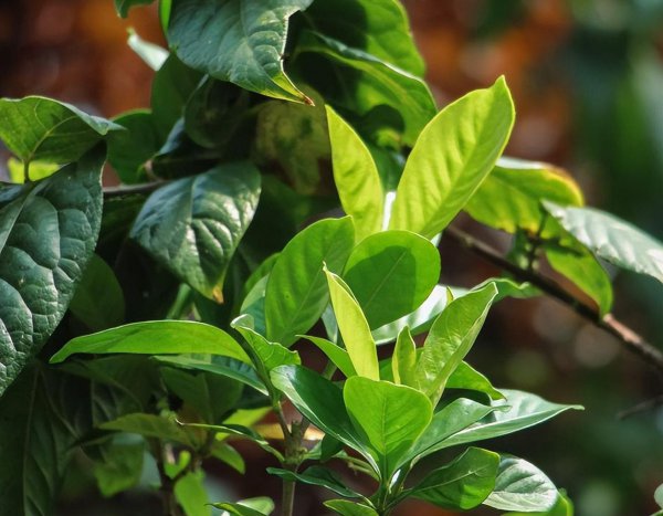 硫酸亚铁对植物的作用和功效