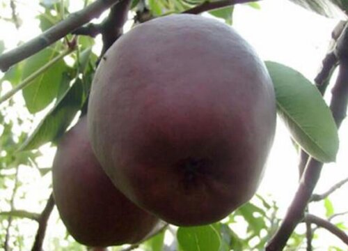 黑皮梨是什么品种图片