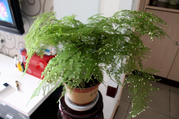 文竹的特点和养殖方法