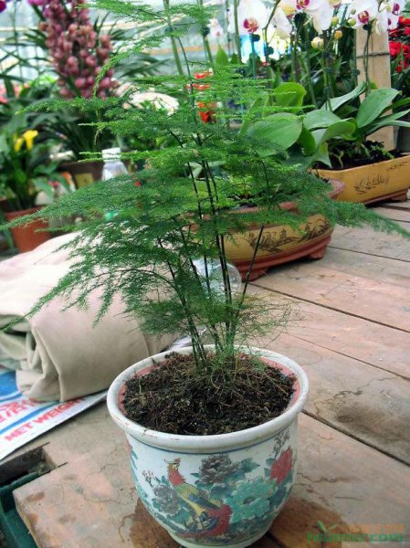 文竹的特点和养殖方法