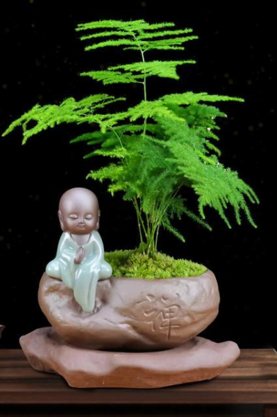 文竹的特点和养殖方法