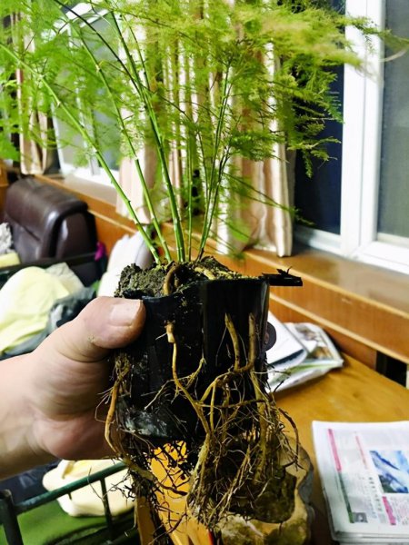 文竹的特点和养殖方法