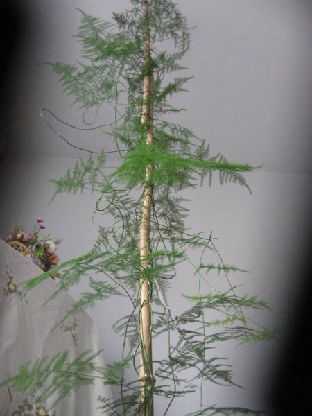 文竹的特点和养殖方法