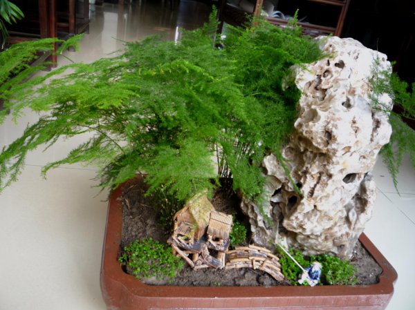 文竹的特点和养殖方法