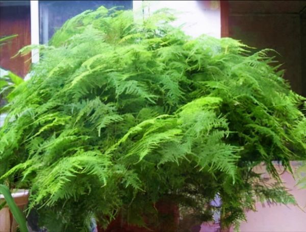 文竹的特点和养殖方法