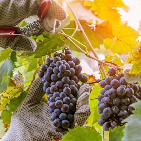 正宗82年拉菲多少钱一瓶