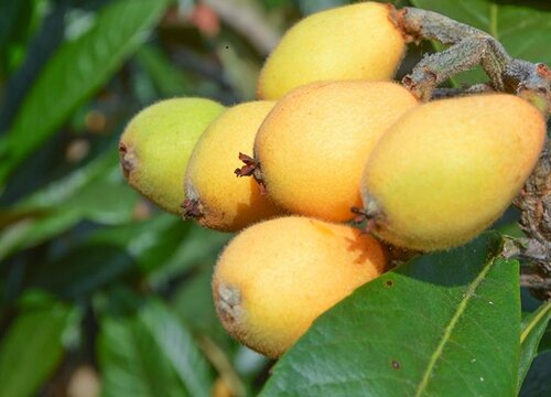 湖南枇杷什么时候成熟