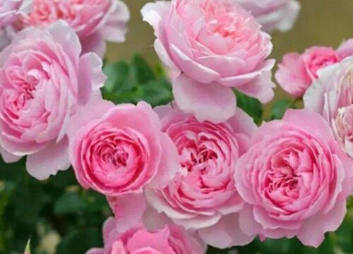 月季掉花瓣是什么原因