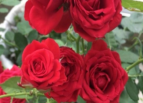 月季掉花瓣是什么原因