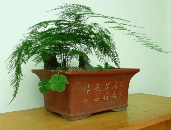 文竹可以放在卧室里面养吗