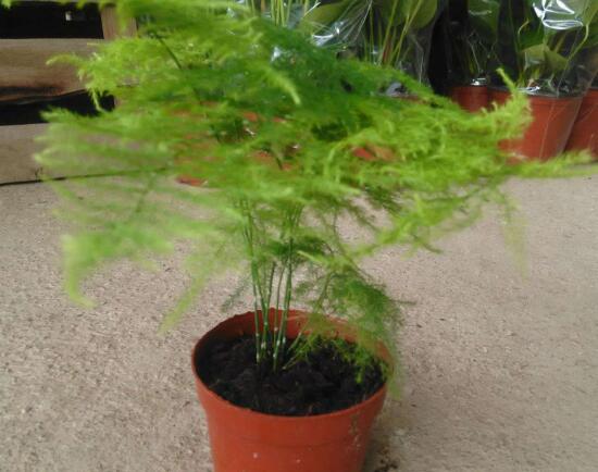 文竹可以放在卧室里面养吗