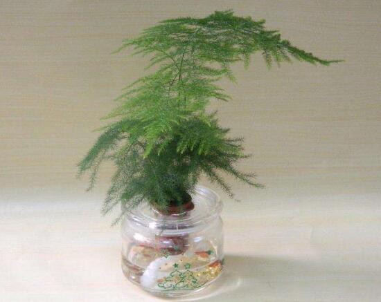 文竹可以放在卧室里面养吗