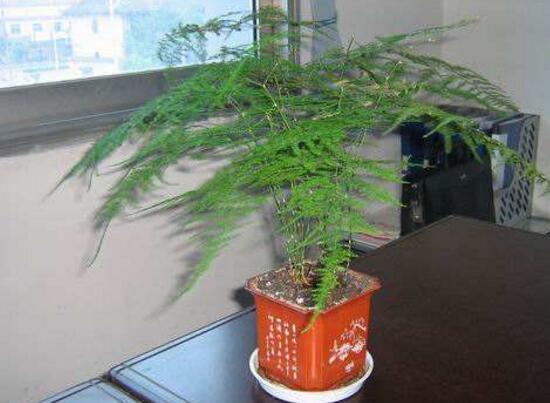 文竹可以放在卧室里面养吗