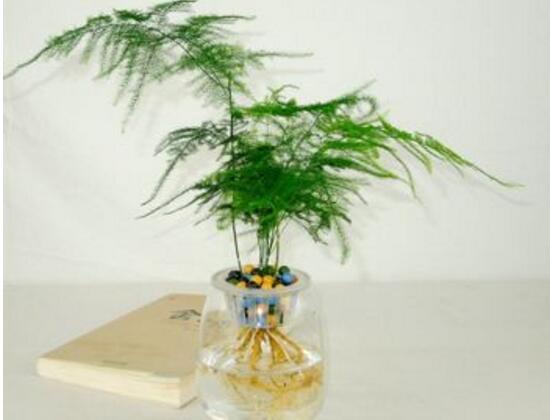 文竹可以放在卧室里面养吗