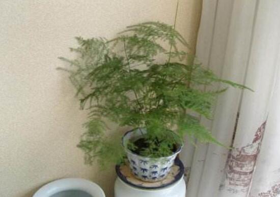 文竹可以放在卧室里面养吗