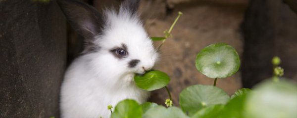 兔子本命年可以戴貔貅吗