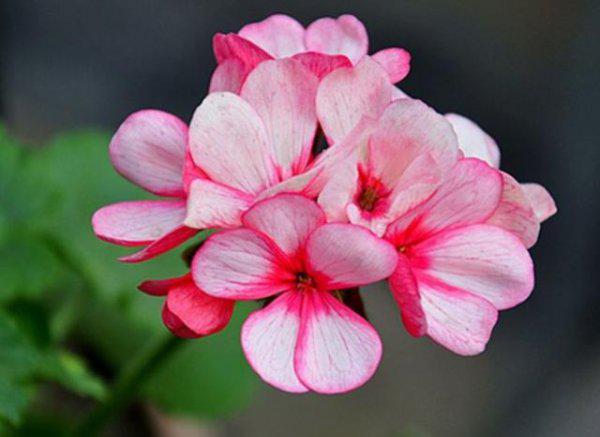 天竺葵叶子发黄是怎么回事