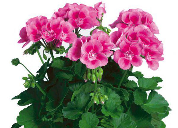 天竺葵叶子发黄是怎么回事