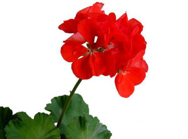 天竺葵叶子发黄是怎么回事