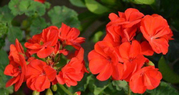 天竺葵叶子发黄是怎么回事