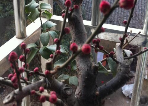 骨里红梅花怎么剪枝