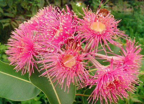 桉树花期是什么时候