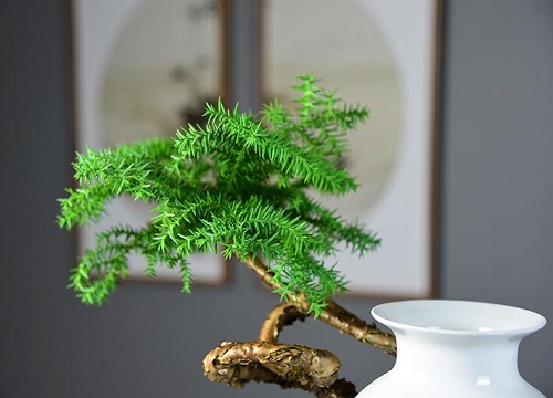 南洋杉的风水禁忌