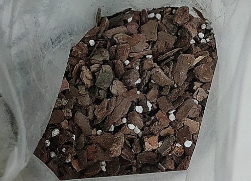 树皮种植兰花都有哪些养护技巧