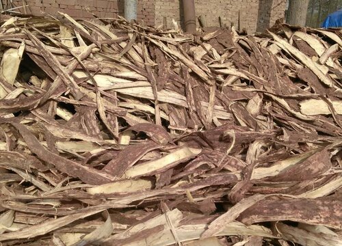 树皮种植兰花都有哪些养护技巧