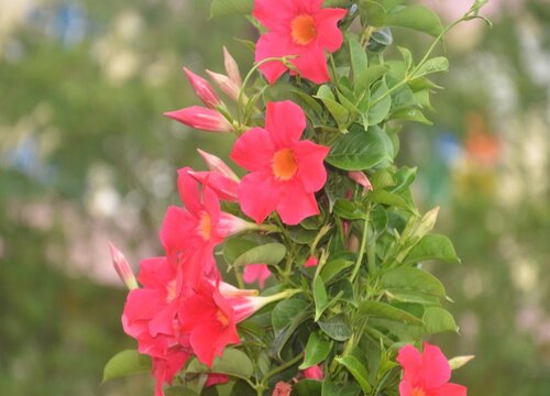 飘香藤什么时候换盆最好