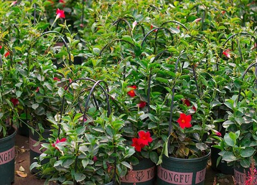 飘香藤什么时候换盆最好