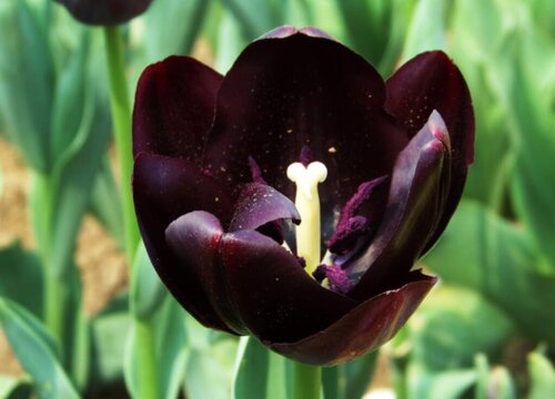 代表骑士精神的花