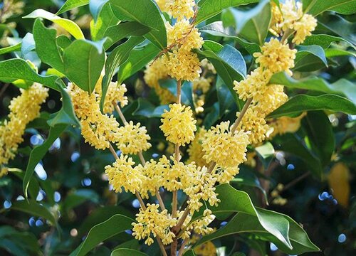 代表骑士精神的花