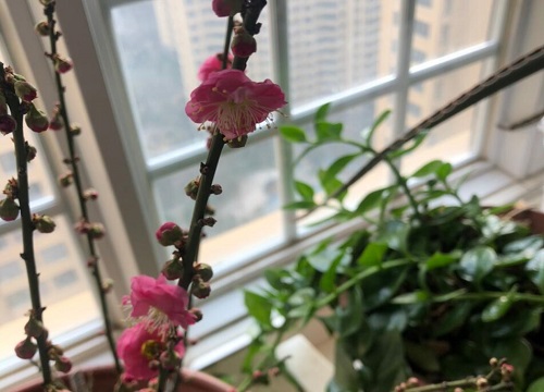 代表骑士精神的花