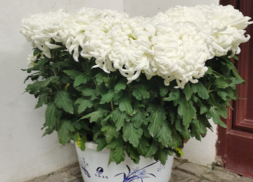 代表骑士精神的花