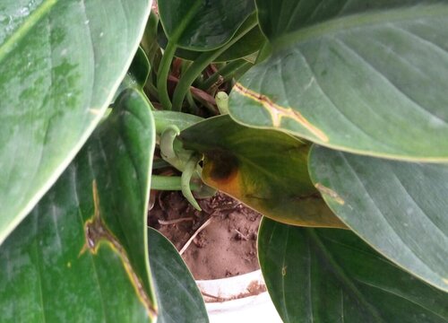 金钻叶子发黄怎么回事