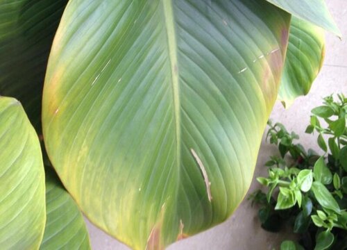 金钻叶子发黄怎么回事