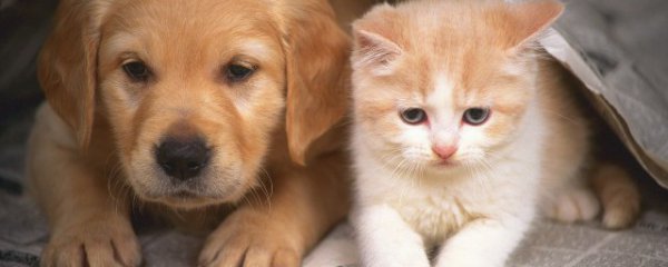 雪纳瑞和猫能一起养吗