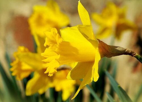 水仙花喜阴还是喜阳光的植物