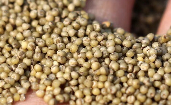 黑小米跟黄小米有什么区别图片