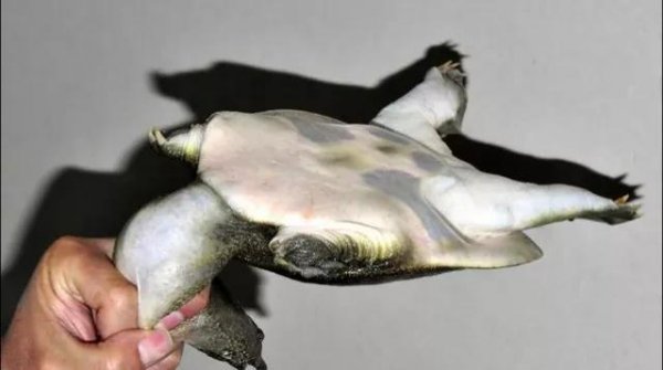 最简单杀甲鱼的正确方法