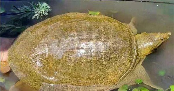 最简单杀甲鱼的正确方法