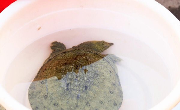 最简单杀甲鱼的正确方法